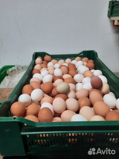 Домашнее яйцо, цыплята