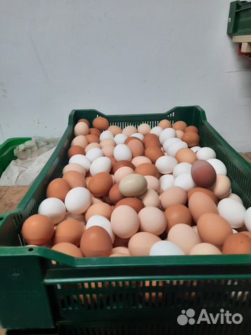 Домашнее яйцо, цыплята