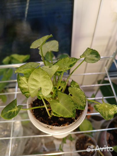 Сингониум Ангел бейби