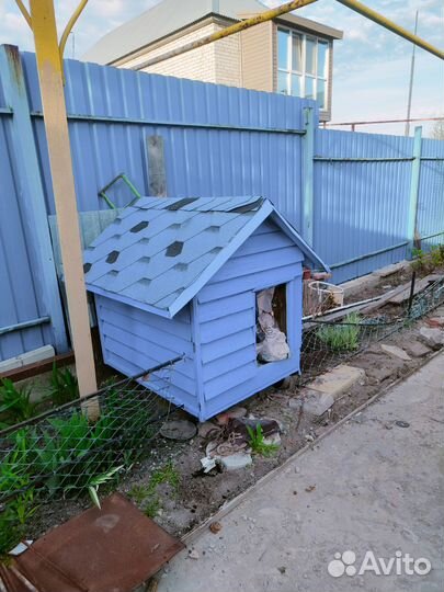 Собачья будка