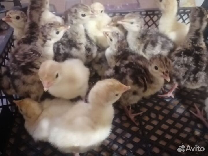 Продаём индюшат