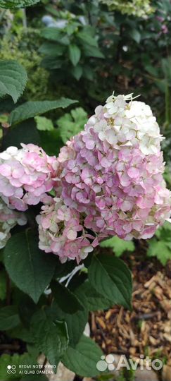 Гортензия метельчатая