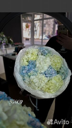 Гортензия к 8 марта