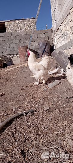 Петухи брамма