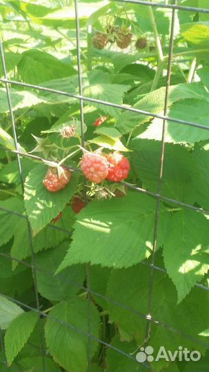 Малина ремонтантная