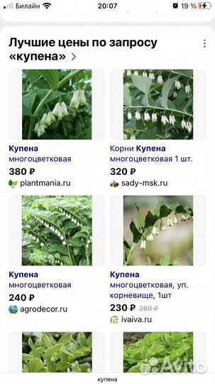 Купена многолетниее растение цветок