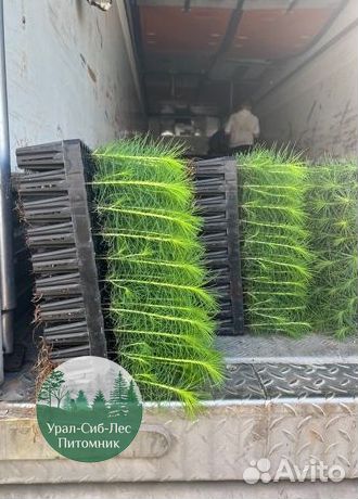 Сеянцы зкс Сосна окс Ель Лиственница Горная