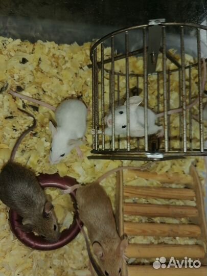 Японские карликовые мыши