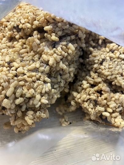 Муравьиные яйца