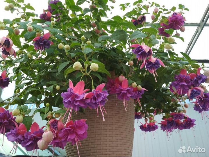 Фуксия,фуксии