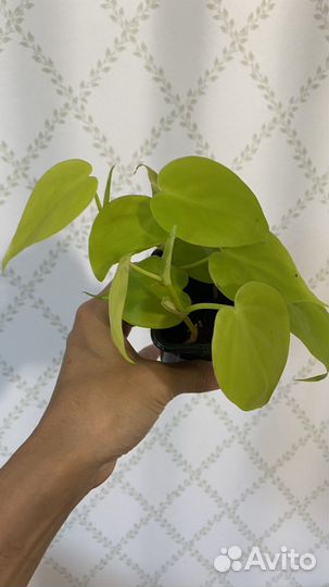 Филодендроны Эпипремнумы Хедера