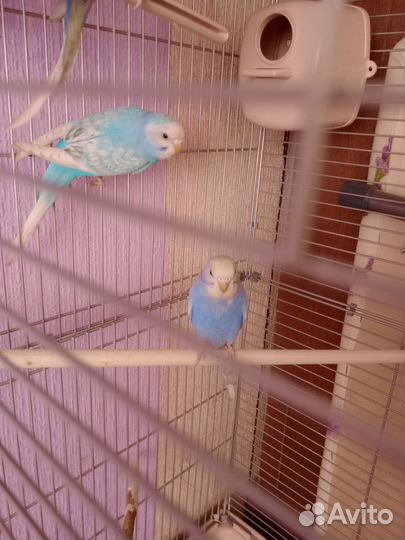 Волнистый попугай