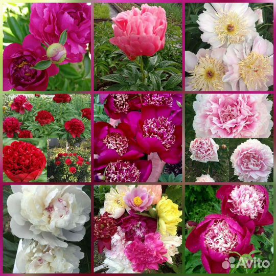 Свой сад растения