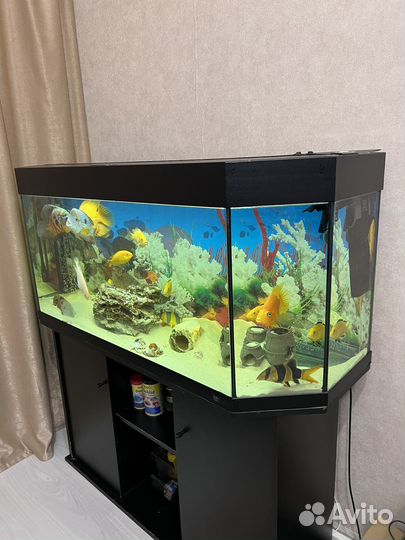 Аквариум с тумбой juwel 270 литров