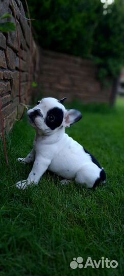 Французский бульдог