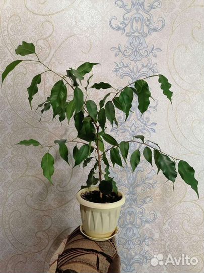 Фикусы,Пальмы,Эписции