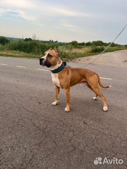 Стаффордширский терьер вязка