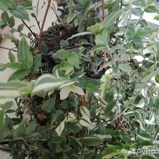 Комнатные цветы