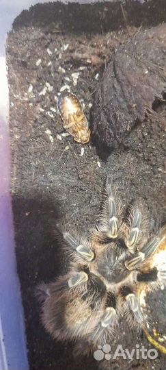 Мокрицы и анти-клещ