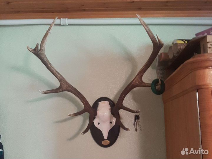 Рога оленя с черепом
