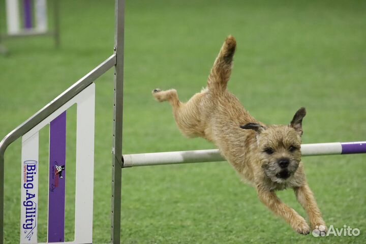 Щенки бордер терьера