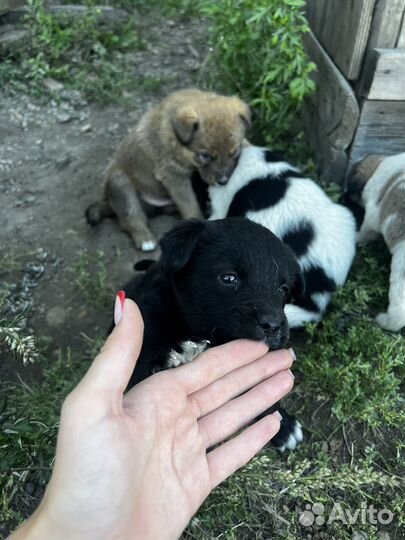 Щенки дворняги