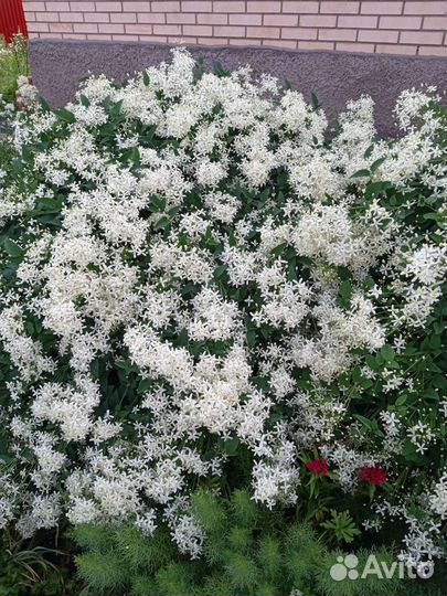 Многолетники для сада:клематис,ирисы, флоксы,фиалк