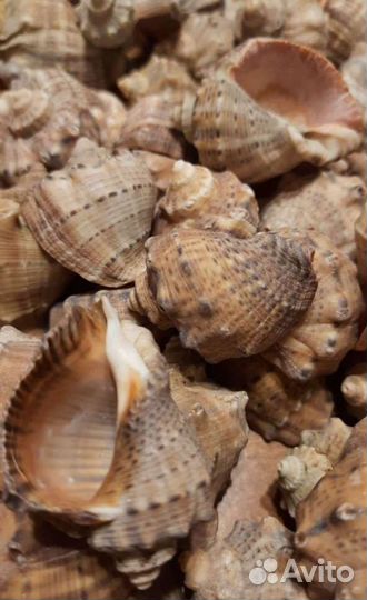 Ракушка рапан