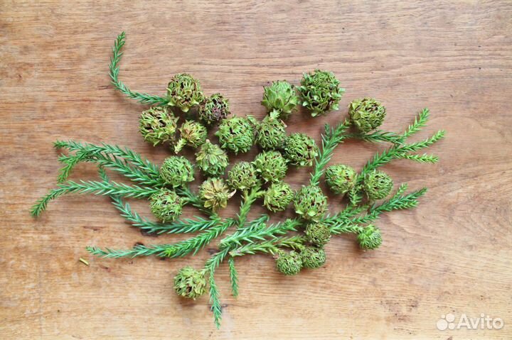 Криптомерия Японская/Элегантная, семена