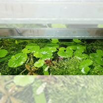 Аквариумные растения, Мариуполь
