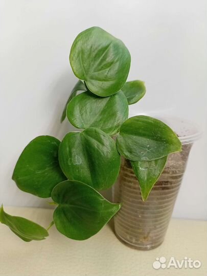 Филодендроны ампельные Сканденс