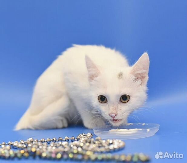 Белоснежный котёнок в дар