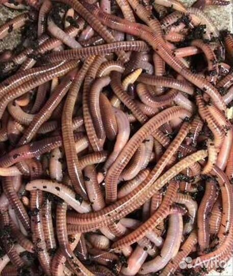 Черви, саранча, пиявки, лягушки