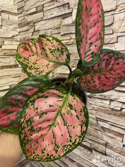 Аглаонемы сортовые