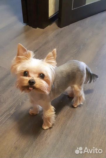 Йоркширский терьер