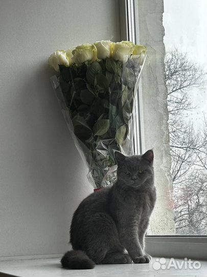 Кошечка британка