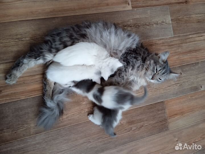 Котята в добрые руки