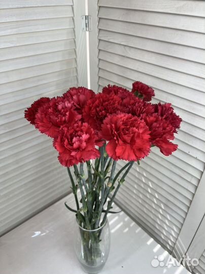 Гвоздика красная