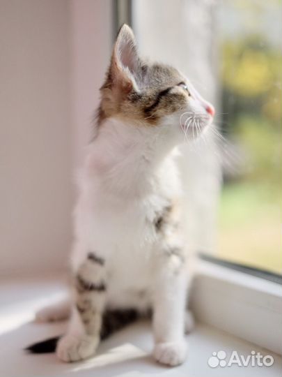 Серо белый котенок