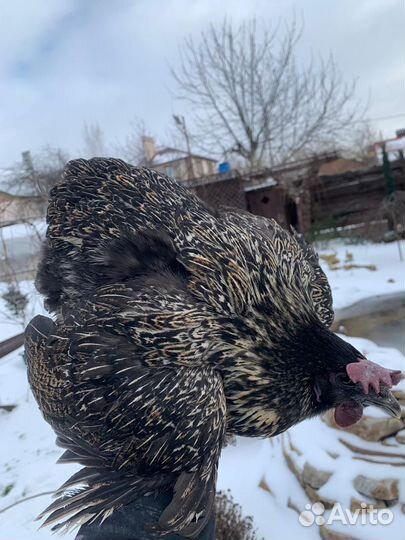 Продам ия лакеданзи, ухейилюй