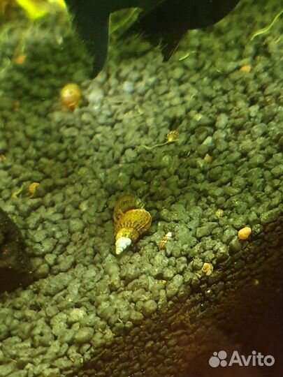 Улитки катушки тигровые и красные