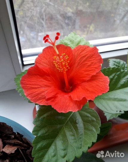 Гибискус, китайская роза