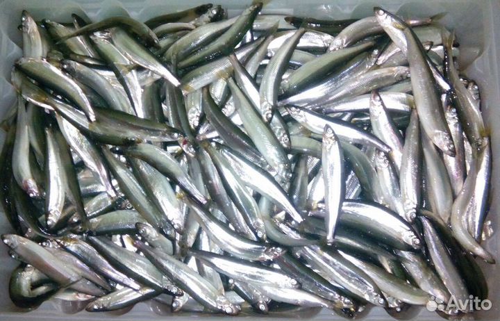 Свежемороженная рыба, корюшка