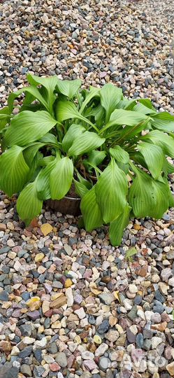 Хоста гортензия