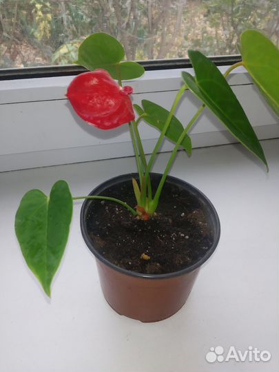 Комнатные цветы Антуриум