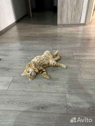 Шотландский кот вязка