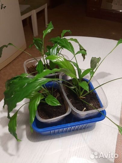 Спатифиллум