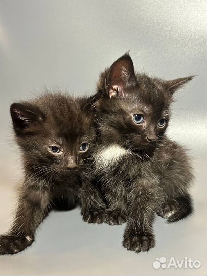 Котята в добрые руки бесплатно
