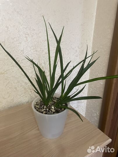 Сансевиерия