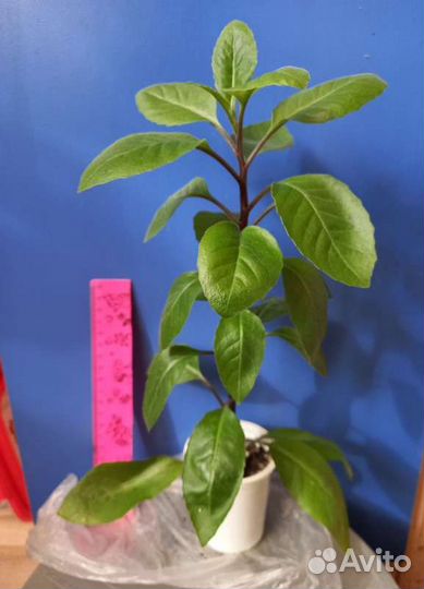 Олеандр Гибискус Эсхинантус Апельсин Джинура